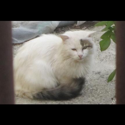 chat six fours les plages