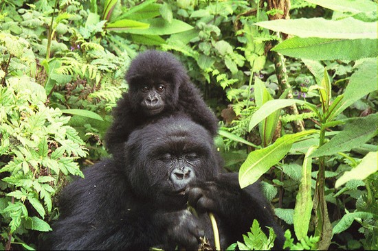 zoologie gorille des montagnes Virunga Bwindi Ouganda population en hausse République démocratique du Congo Rwanda Gorilla beringei beringei forum