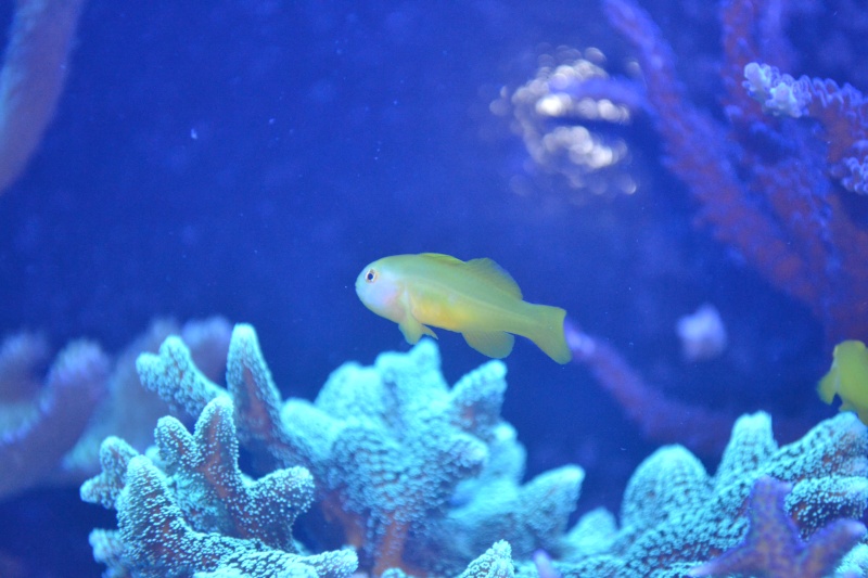 Gobiodon okinawae