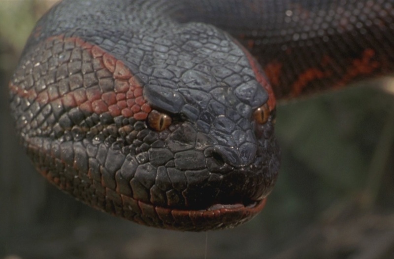 Giant Anaconda Movie Snake