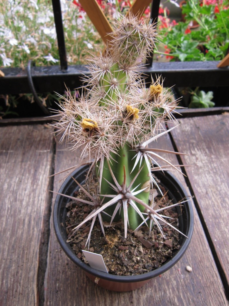 Les Cactées de Saint-Jean - Producteur de cactus et succulentes