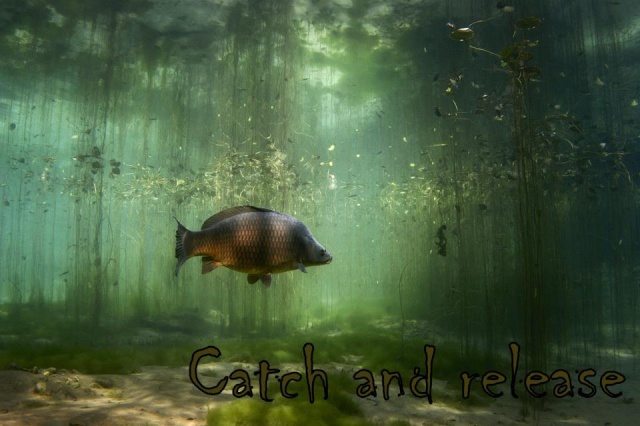 Experience Carp: Le coin des passionnés