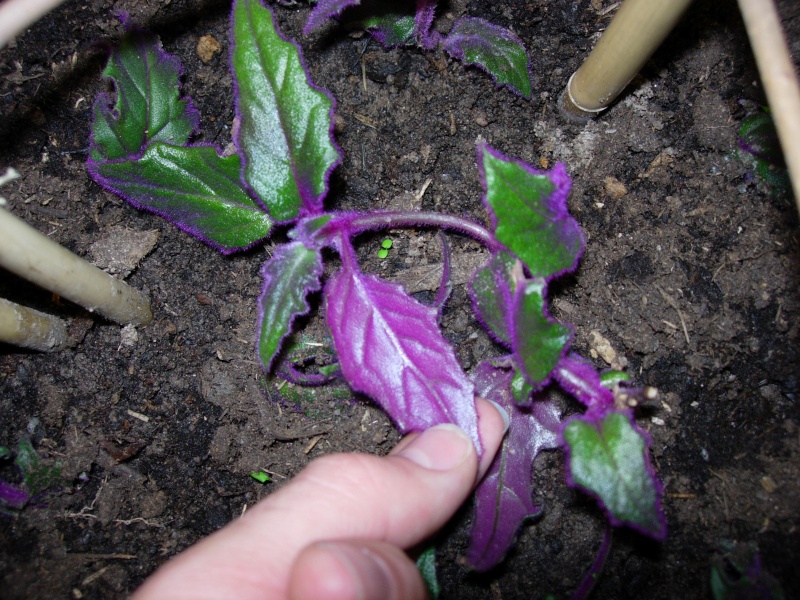 Plante d'intérieur (Feuille violette) - Au jardin, forum de jardinage