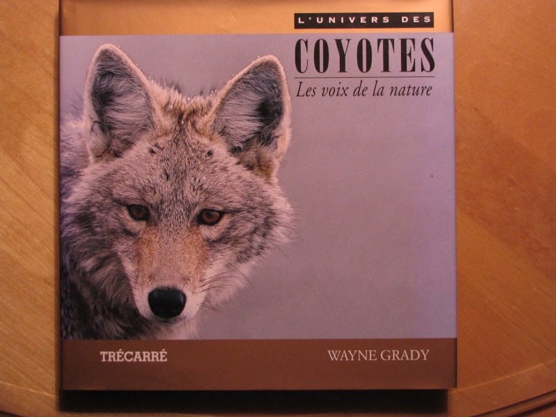 coyote10.jpg