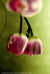 tulip10.jpg