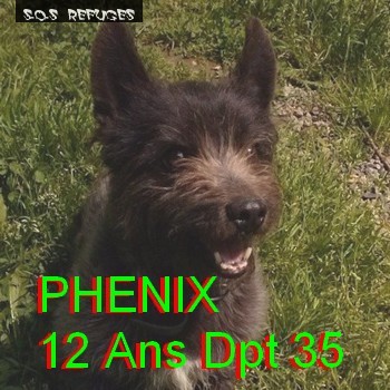 phenix10.jpg
