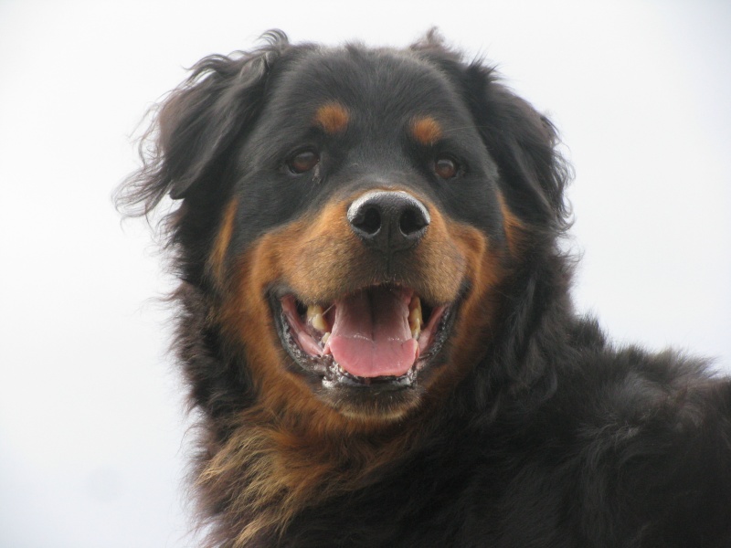BOBB mâle rottweiler poils long environ 6 ans (dep34) BOBB mâle rottweiler poils long environ 6 ans (dep34)
