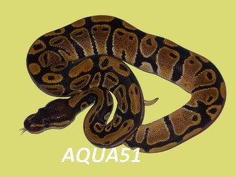 python11.jpg