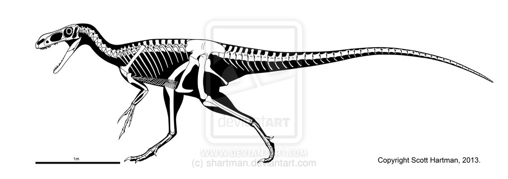 Tyrannosaur skeletals