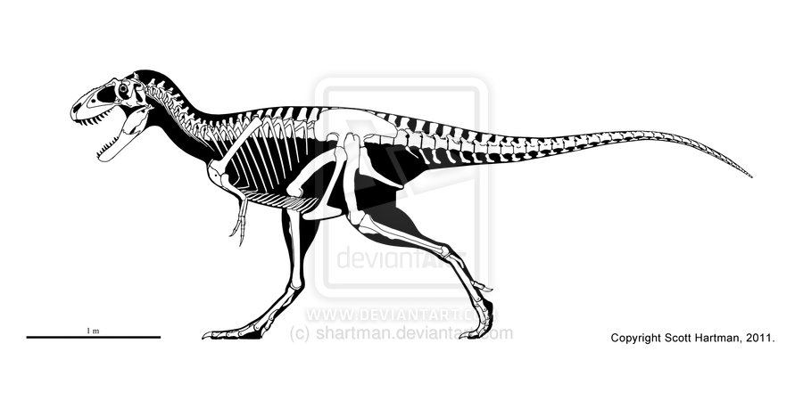 Tyrannosaur skeletals