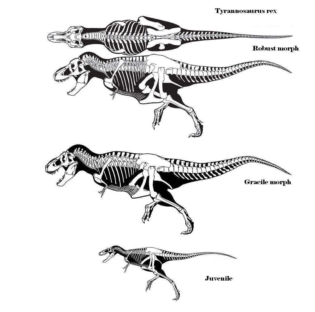 Tyrannosaur skeletals